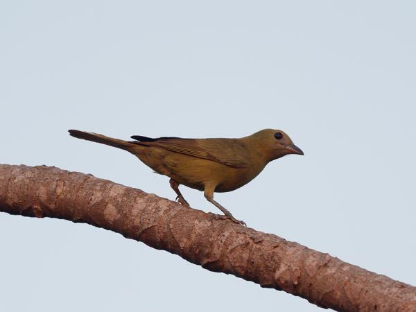 Palmtangare (Thraupis palmarum)